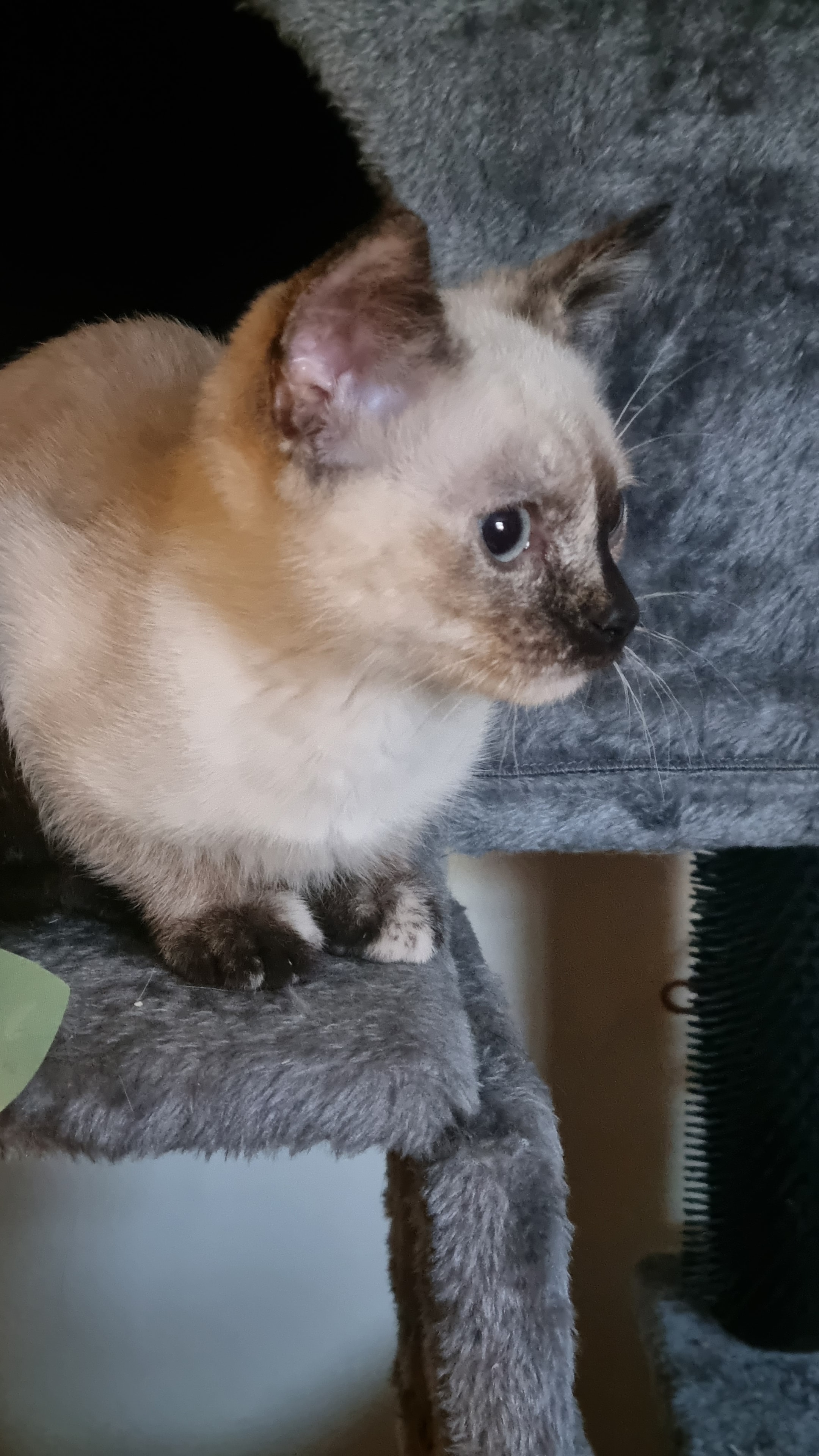 Kaya the kitten