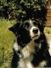 Poppy the dog